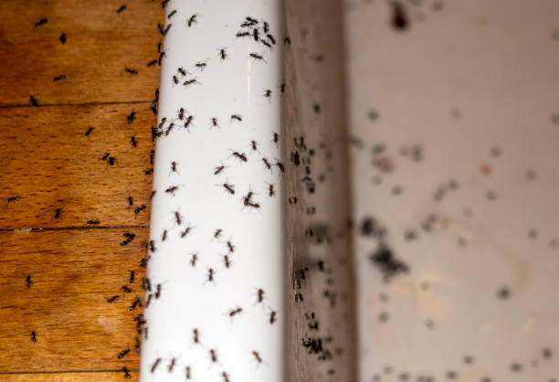 Best Wildlife Control Services  in Springtown, TX