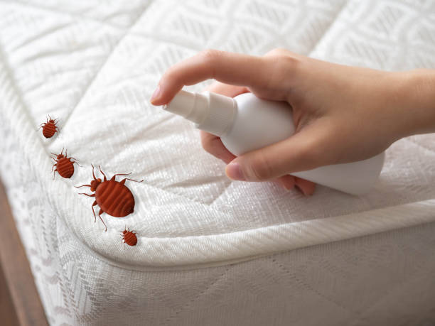 Best Flea Control Services  in Springtown, TX