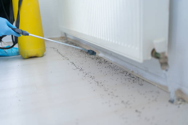Best Bed Bug Extermination  in Springtown, TX