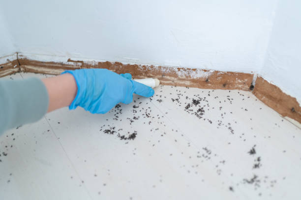 Best Local Pest Control Services  in Springtown, TX